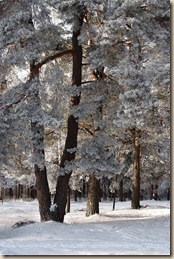 Перед Рождеством