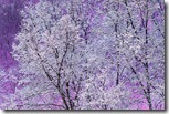 Пурпурный снег